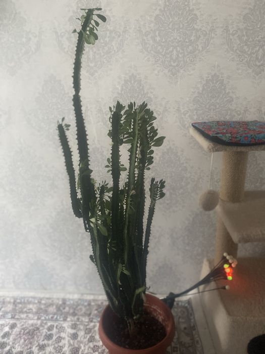 Комнатные цветы