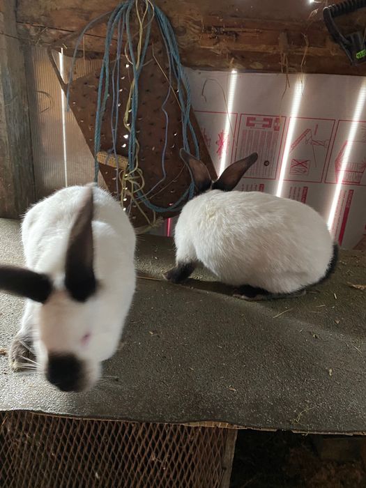 Iepurii de rasă de vânzare