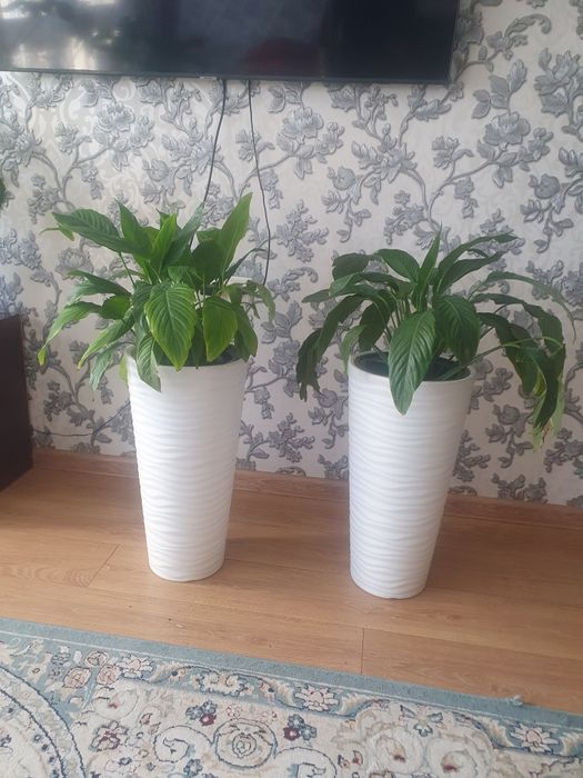 Свитй  домашнй,,,