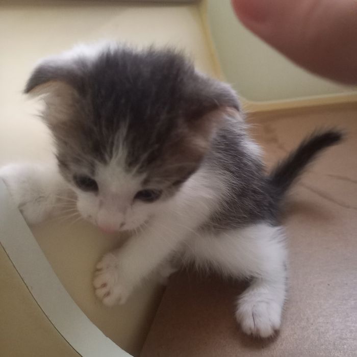 Вислоухий котёнок 1,2 мес мальчики