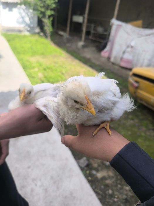 Joʻjalar yaxshi boqilgan soni chegaralangan ulgurib qoling soni 21ta