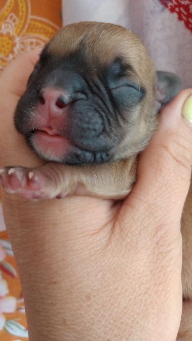 Шикарные Французики