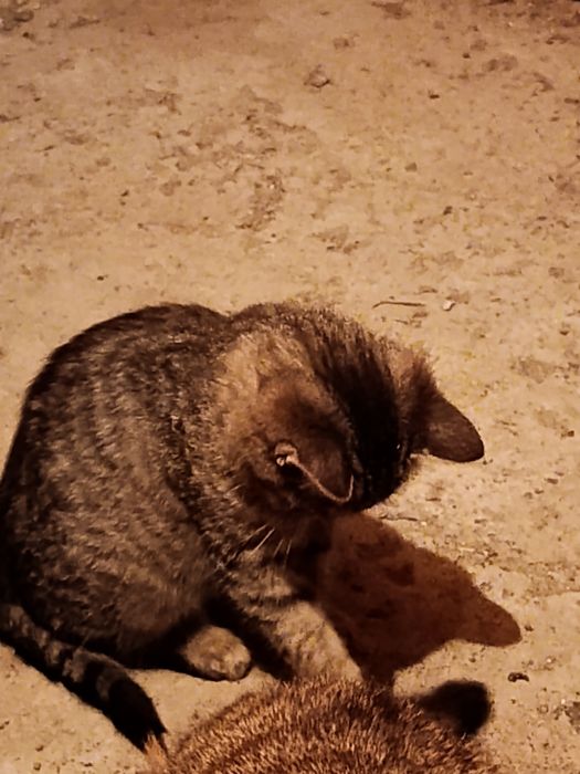 отдам котят бесплатно