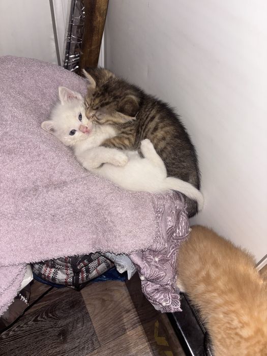 котята в добрые руки