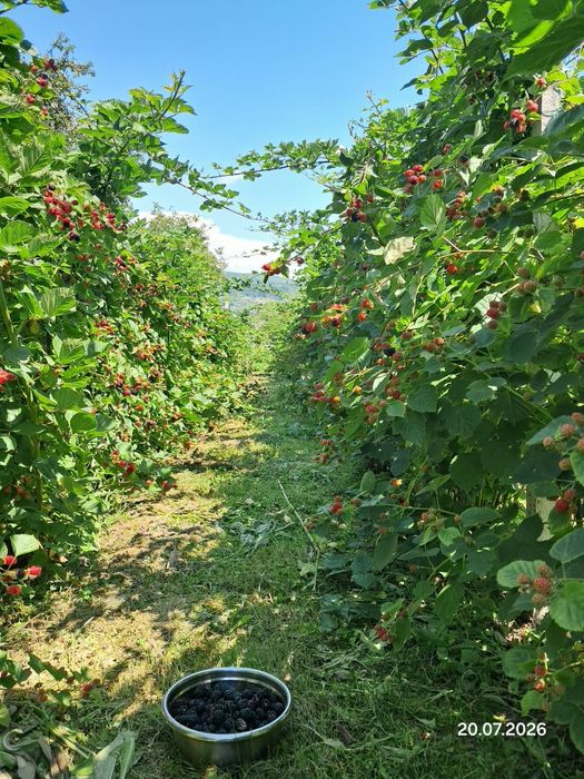 Mure proaspete Thornfree, nestropite -direct din plantatie