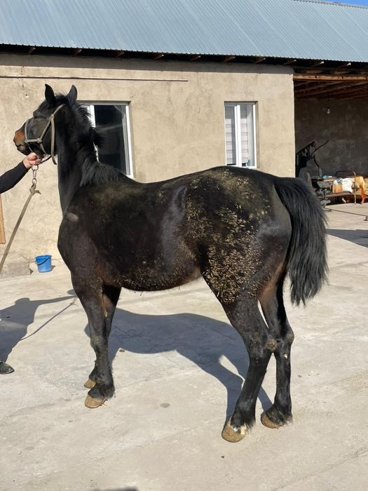 Кобыла Бие Кара Кыз