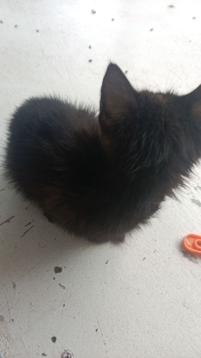 Котенок мальчик.