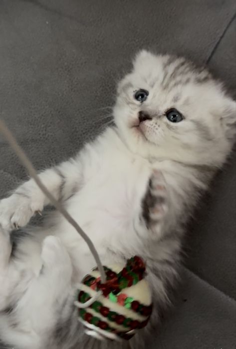 Scotish fold asalchamiz Sotiladi