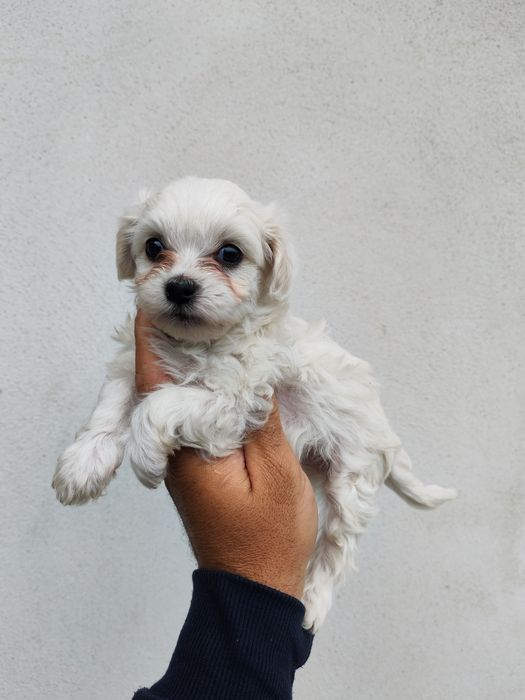 Puișor bichon maltez mini toy