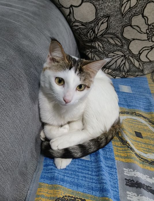 Кошке 2 года, ей нужен дом, потому что мы уезжаем из страны, и мы прос