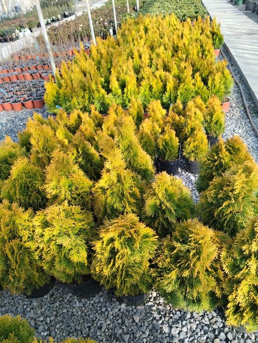 Аризон Кипарис Arizon Kiparis