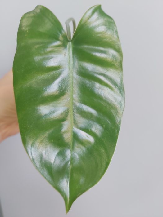 Филодендрон Бурле Макс