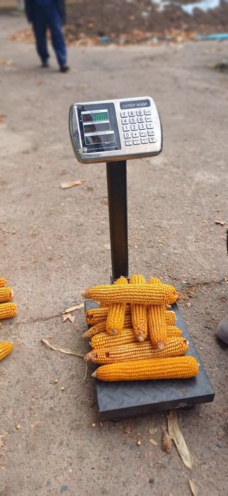 Маккажухори уруглик