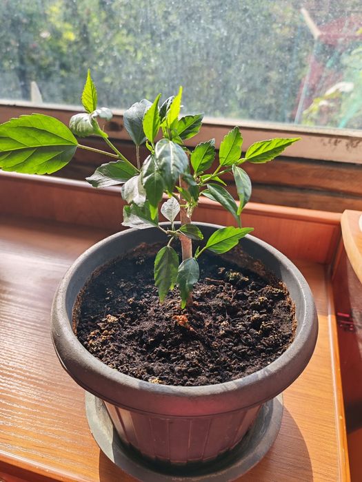 Продаю гибискус (китайская роза)