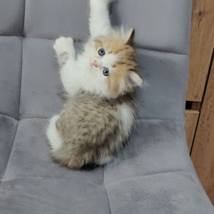 Котята разной породы