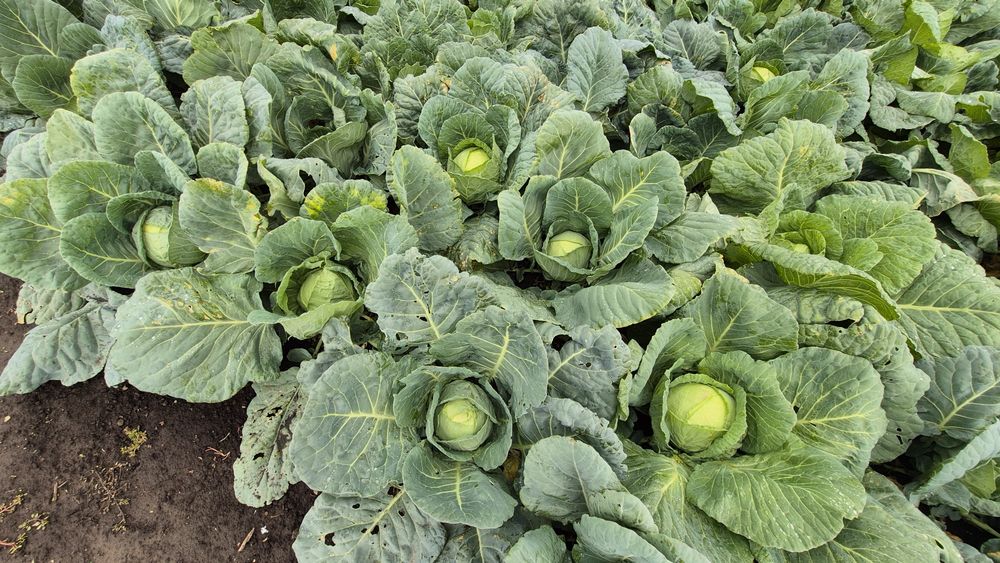 Varza de buzau în cantități mari și mici