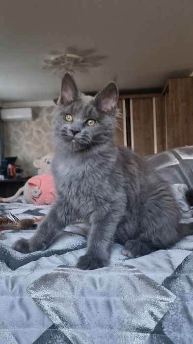 Котёнок мейн-кун девочка