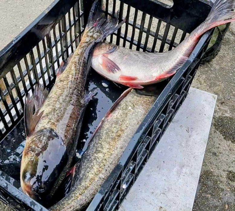 Толстолоб размер от 4 кг до 10 кг