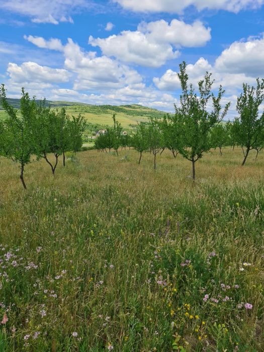 Livada tananara  Aluniș
