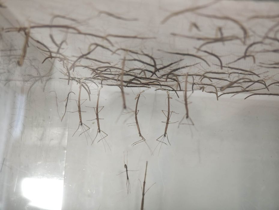 Stick insects - Walking sticks