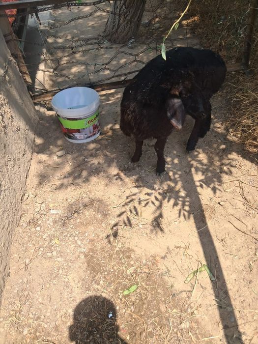 Кой козы кошкар бар 40мынан 70 мыңға дейн