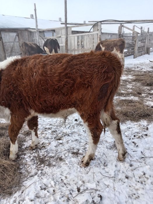 Продам подсос. Подсос