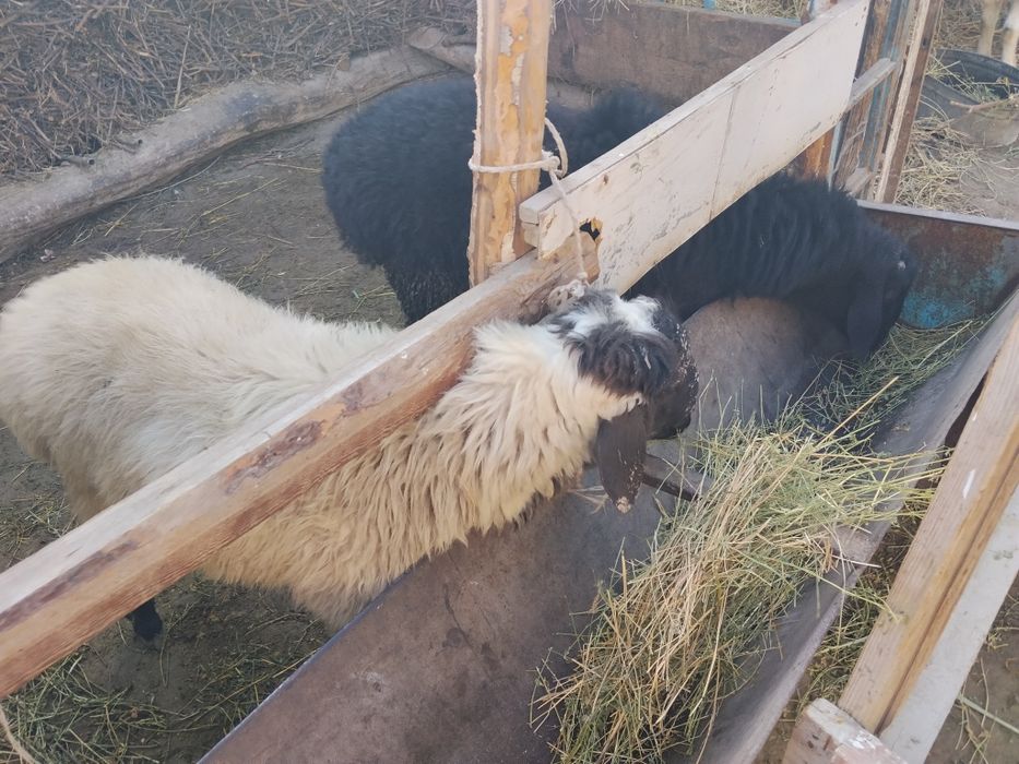 Sotiladi manzil Vobkent.