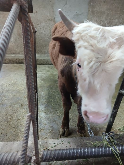 Продам годовалого бычка