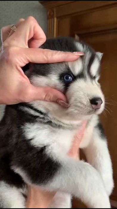 Голубоглазый хаски