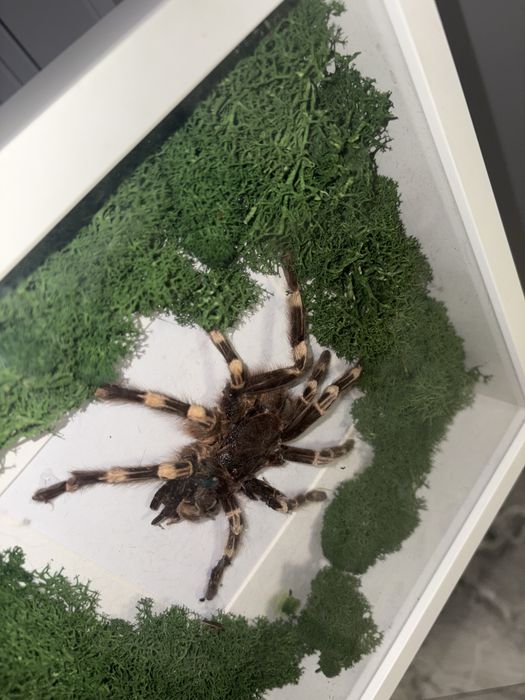 Vand decoratiune speciala tarantula impaiata mare in rama tablou suvenir cadou special insecta exotica cu muschi stabilizat vopsit
