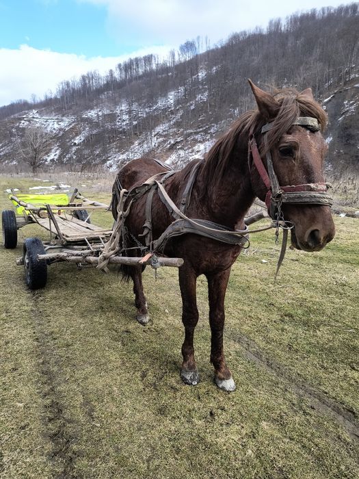 De vânzare armăsar de 7 pe 8 ani