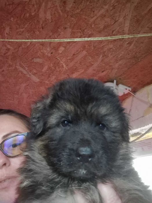 Ciobanesc german cu par lung