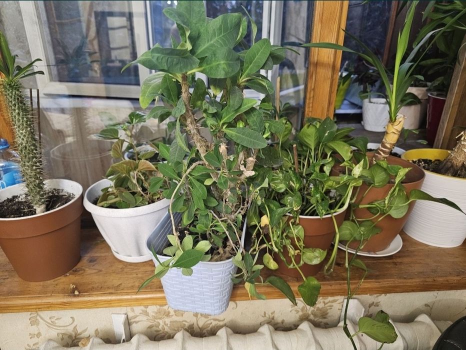 Драцена, эпипремнум лиана, молочай