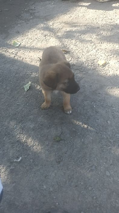 Отдам за шоколадку