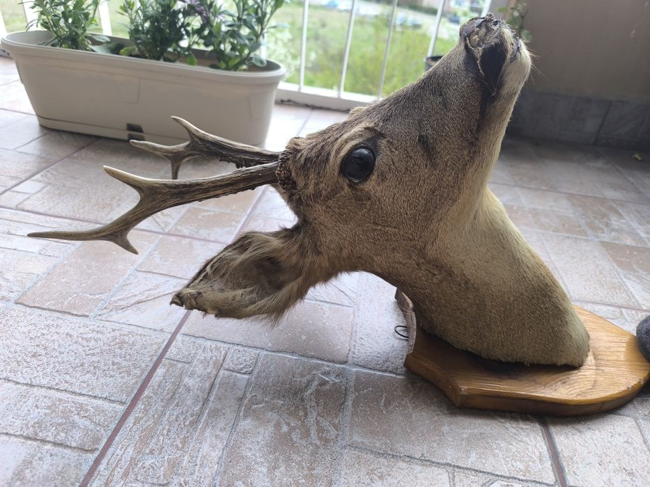 Продавам препариран бюст на сръндак