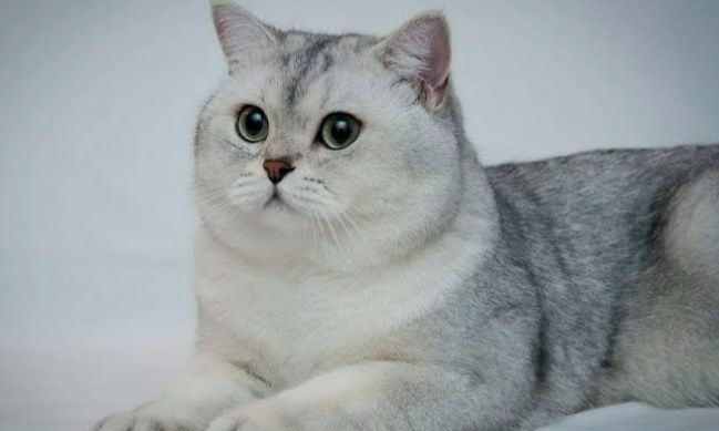 Британский срибристий шиншила