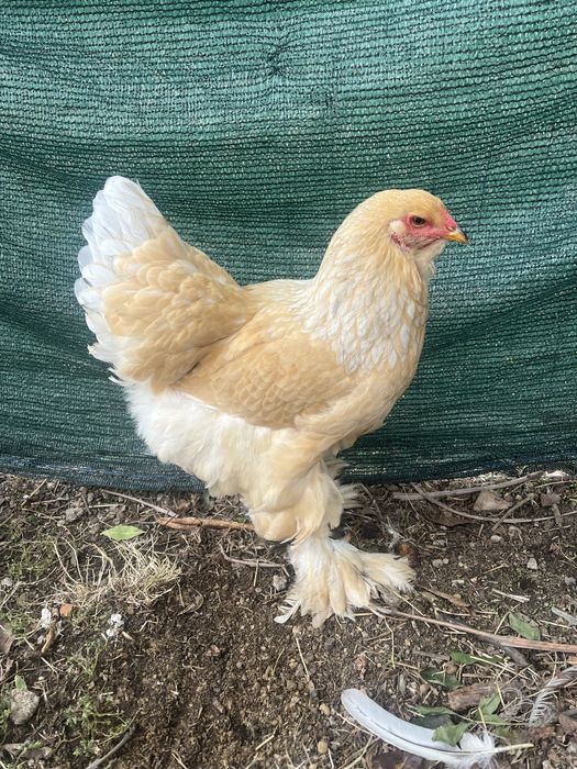 Pereche Brahma Lemon