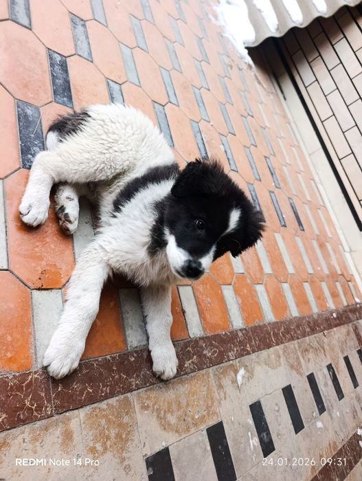 2 oylik erkak  soglom yuribdi