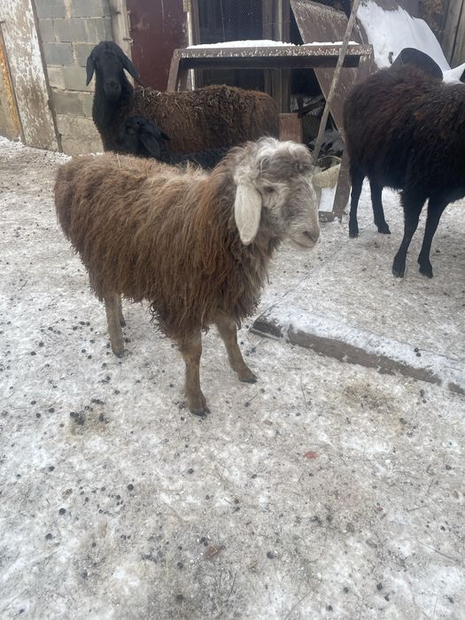 Ярки продам две штуки