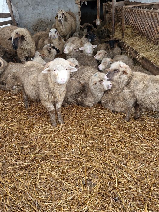 Vând berbecuți pentru tăiat!