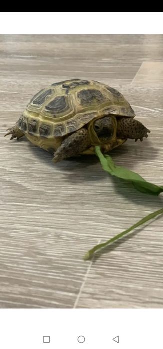 Черепаха сухопутная