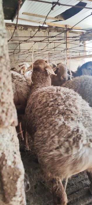 Токты Арашан пародасы