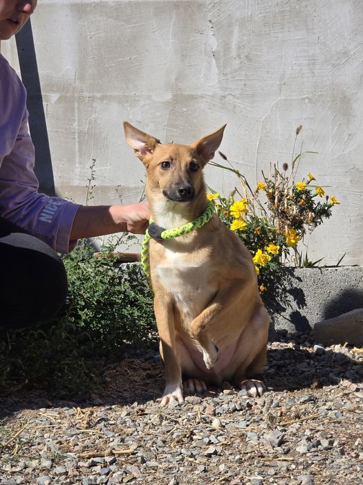 Щенок - мальчик Ральф , 8 месяцев