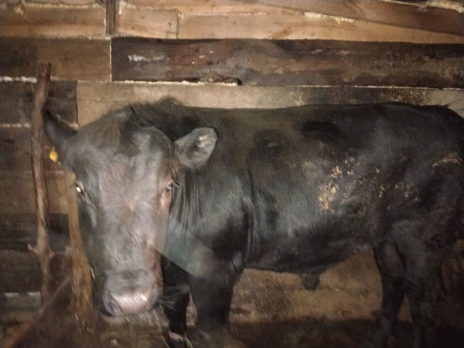 Бычки стоит на откорме