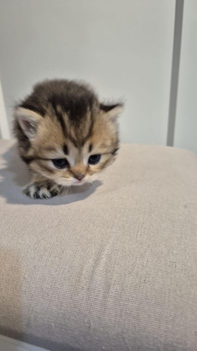 British Longhair Golden-Black