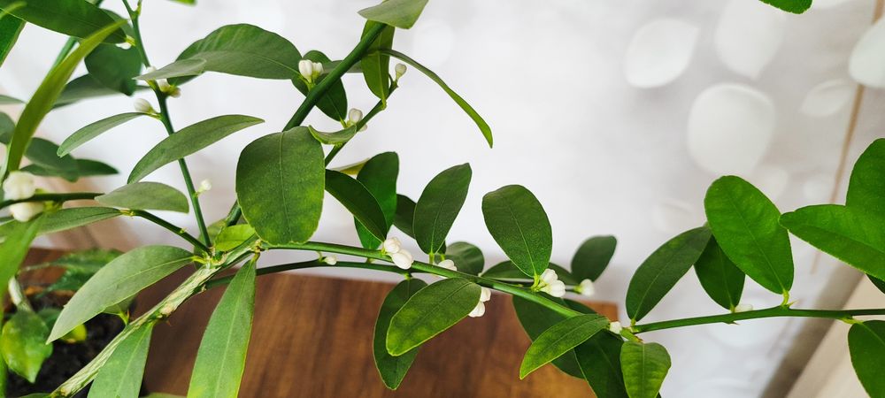 Продам черенки цитрусов