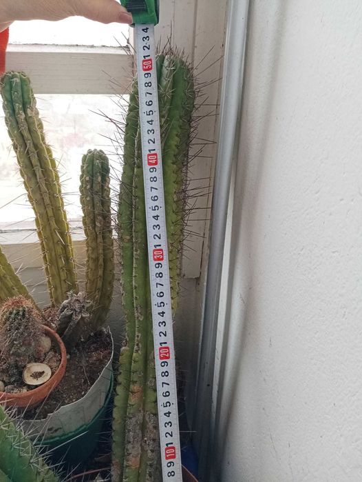 Кактуси трихоцереус Сан Педро