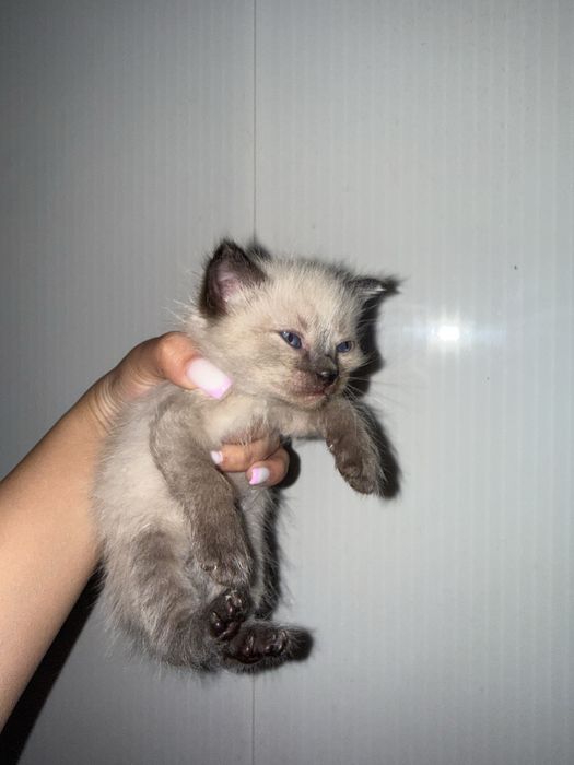 Отдам даром котят