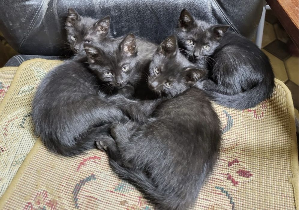 Котята в добрые руки