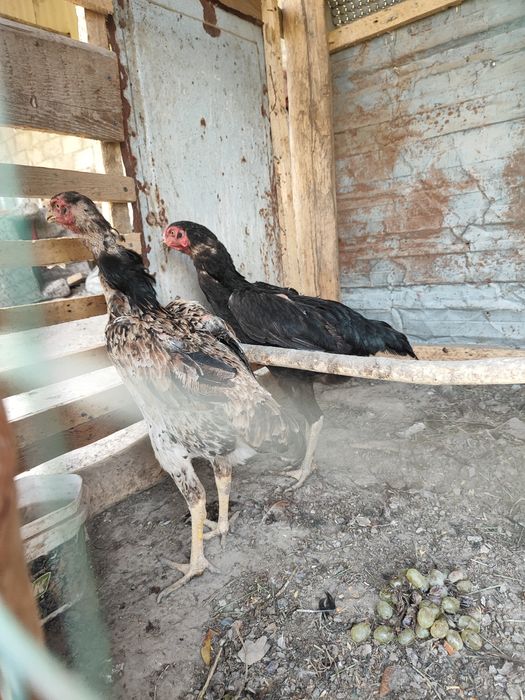 Kulangi tovuq hamda joʻjalar sotiladi